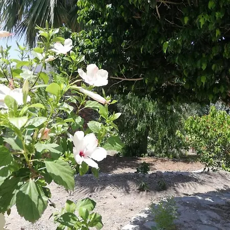 فندق House With Garden In *